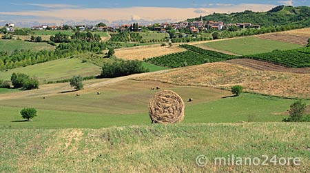 Hügellandschaft der Colli Tortonesi mit Feldern und Weinhängen 