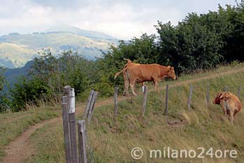 Rind aus dem Piemont, ein Markenbegriff