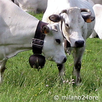 Rindfleisch aus dem Piemont