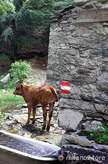 Alpe Vedabia