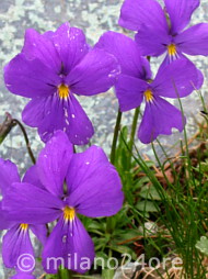 Alpenvegetation Alpenveilchen