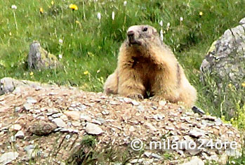 Rifugio Vitale Giacoletti